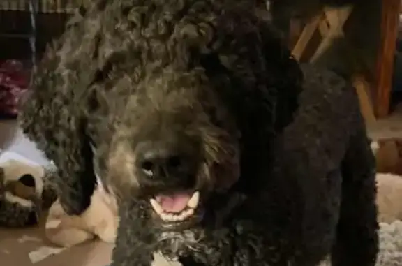 Lost Dog in Owensville: Green Collar
