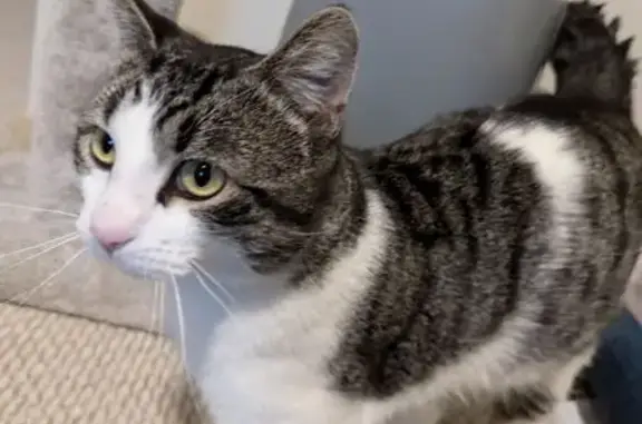 Lost: White & Gray Cat on Acker Lane