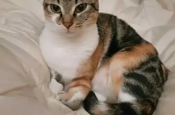 Chat perdu, Fleury-les-Aubrais, photo: Chat tigré trouvé à Parfouru-sur-Odon