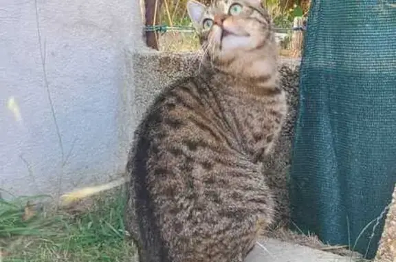 Chat mâle brun tigré perdu à Challans - photo