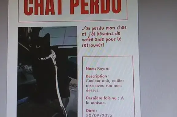 Chat perdue, rue Daudet, Clermont-Ferrand - photo