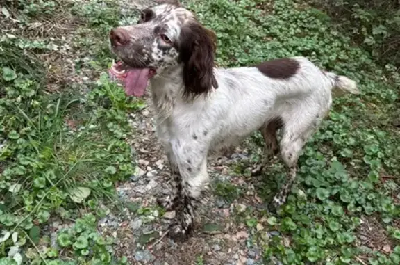 Chien trouvé , photo: Chien sans collier trouvé à Saint-Forgeux
