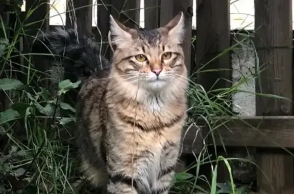 Gato Perdido en Carrer de la Clota, Cerdanyola