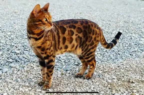 Animaux perdus , photo: Chat Bengal perdu, bout queue blanc, La Chaux.