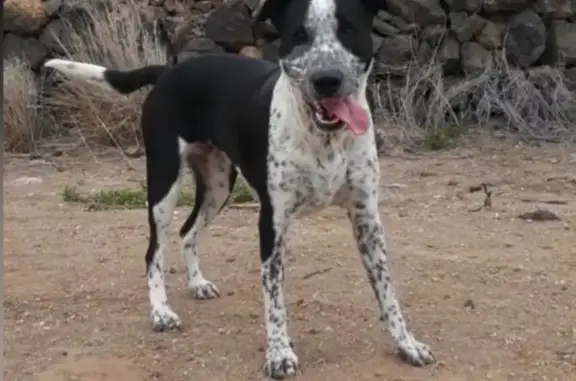 Perro Perdido en Sant Rafel: ¡Ayúdanos!