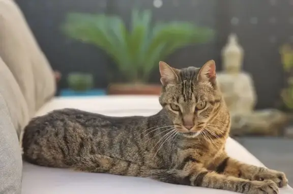 Chat tigré perdu, handicapé à Hendaye - photo