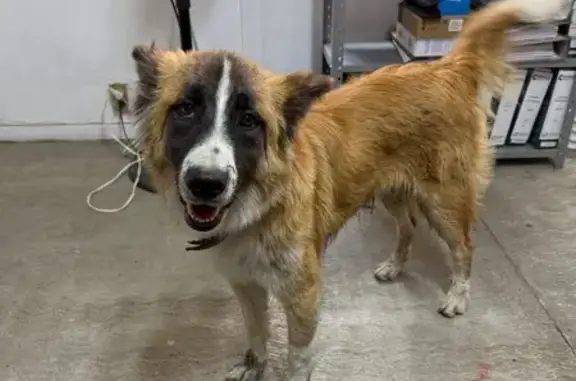 Perro encontrado Cuautitlan Izcalli, foto: Perro Encontrado: Dócil y Asustado en Cuautitlán