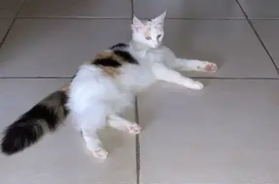 Animaux perdus , photo: Chat tricolore perdue à Savennières