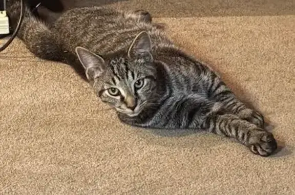 Lost Tabby: Black/Grey, 7-Month Male