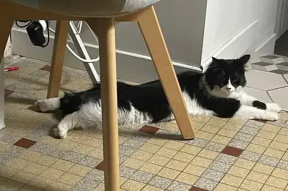 Animaux perdus Bressuire, photo: Perdue: Chatte noire et blanche, Bressuire