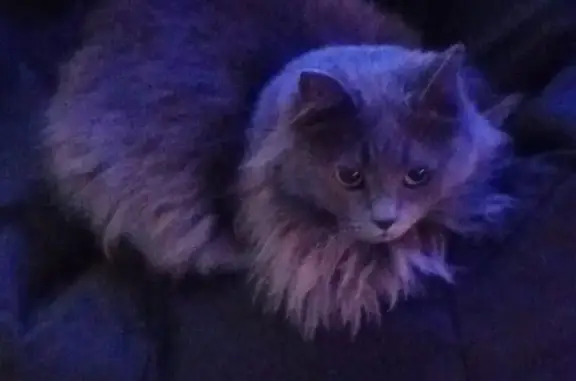 Missing cat Burnsville, photo: Lost Grey Cat 'Fluff' in Burnsville