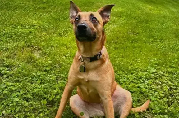 Lost Dog: Unique Markings, Cedar Bluff