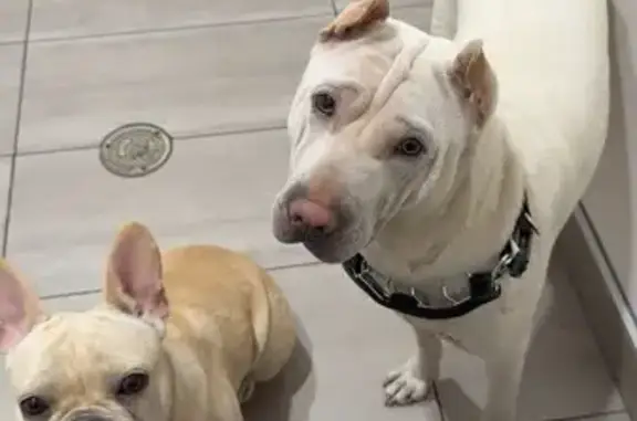 Lost Dogs: Lola & Emma in Cerritos