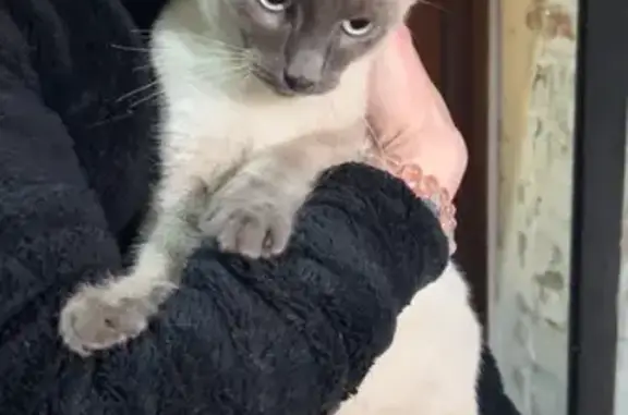 Chat trouvé , photo: Jeune siamois trouvé à Mazingarbe