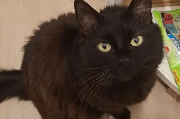 Chat perdu, Biarritz, photo: Chatte noire 4 ans perdue à Biarritz