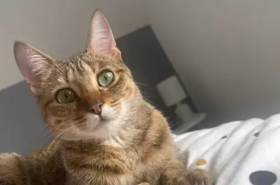 Chat perdu, , photo: Chat perdue, Hauts-de-France, croûte tête