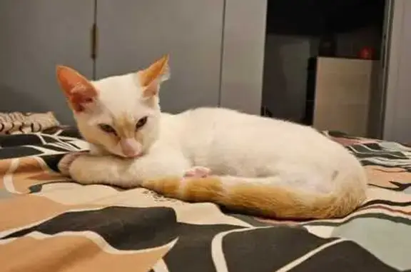 Animaux perdus Bouliac, photo: Chaton 5 mois perdu, blanc/roux à Bouliac