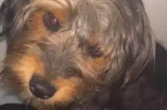 Perro perdido en Gijón: ¡Ayuda a encontrarlo!