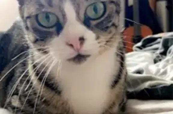 Chat perdu, Phalempin, photo: Chatte perdue : Lilo, 8 ans, tabby gris