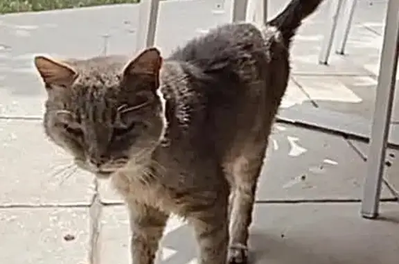 Chat gris malade perdu à Longpont-sur-Orge - photo