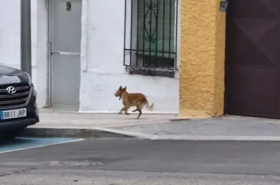 🐾 ¡Perrito Perdido en Madrid!...
