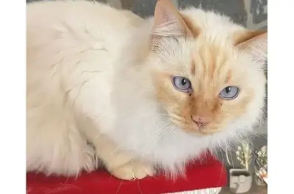 ¡Gato Perdido en Masquefa, Ayuda!
