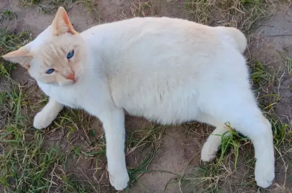 Missing cat Doolittle, photo: Lost Cat: White with Cream Ears, Doolittle