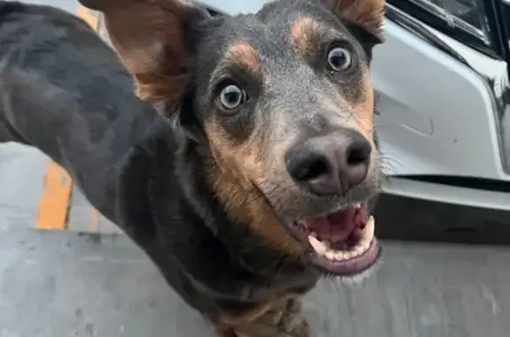 Perrita Kelpie Perdida en Apod...