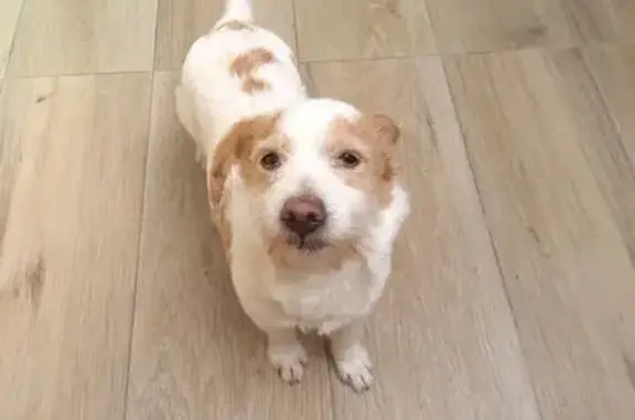 Perro Encontrado Solo en Parqu...