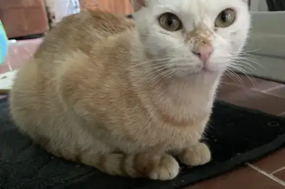 Animaux trouvés Foix, photo: Chatte tigrée rousse trouvée à Foix