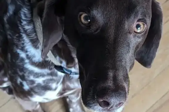 Lost Dog: Unique Spot on Kansas Highway