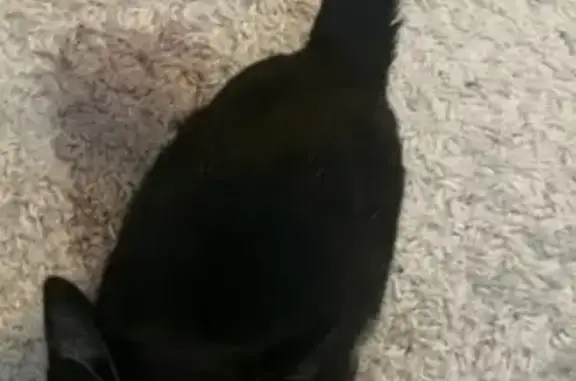 Animaux perdus , photo: Chatte perdue noire/blanche à Bourg-en-Bresse