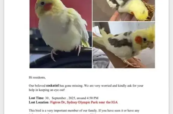 Lost and found pets Australia, photo: Lost Bird: Sociable Yellow Crown Found!