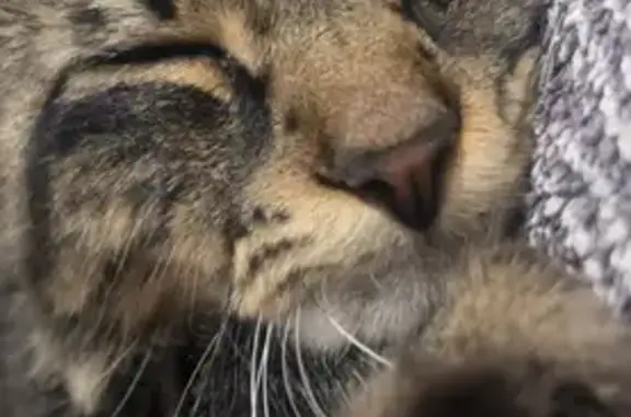 Lost Cat: Friendly, Fluffy Tail in Melbourne