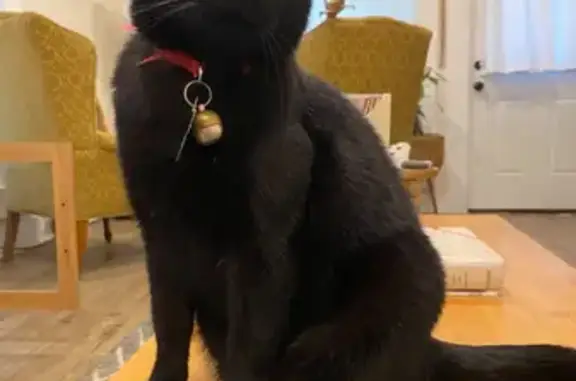 Lost Black Cat Binx - Red Collar, Limp Leg