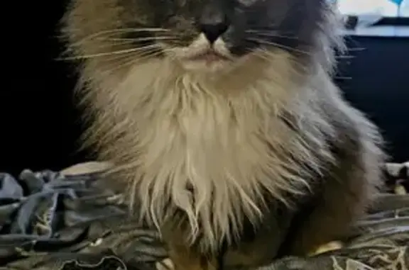 Lost Himalayan Cat on Bloomfield St