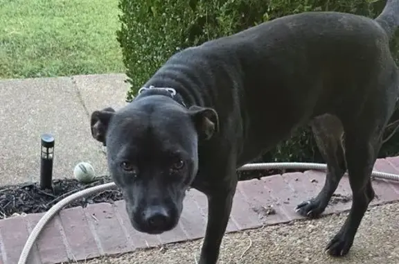 Found dog McKenzie, photo: Found Black/Brindle Dog in McKenzie, TN