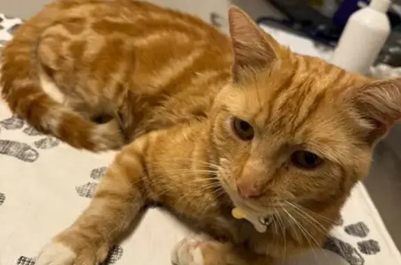 Lost Ginger Cat Loui - Brookfield Blvd
