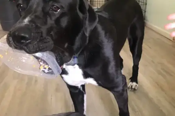 Lost: Black Great Pyrenees Mix in Graham