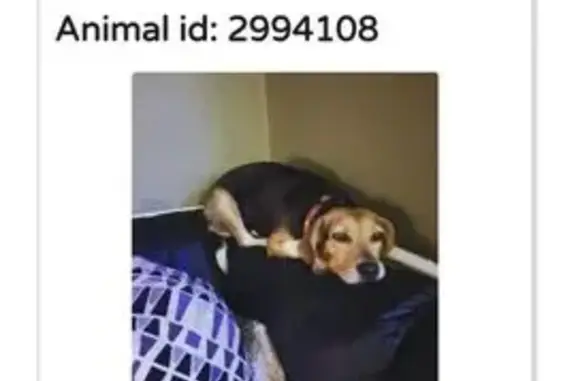 Lost Tri-Color Beagle in Miami Area