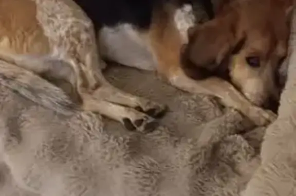 Lost Senior Dog in Bluffton, SC - Help!