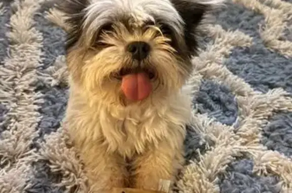 Lost Shih Tzu: Luna Missing in Avondale
