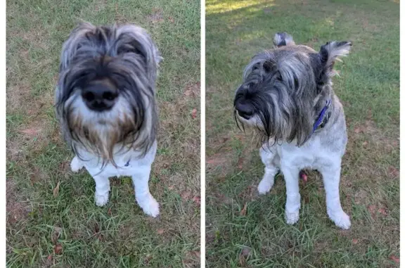 Lost Giant Schnauzer in Lexington Area