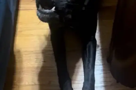 Lost Black Dog: West Van Buren, Chicago