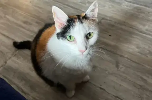 Lost Calico Cat: Green Eyes, 16 lbs, Bangor