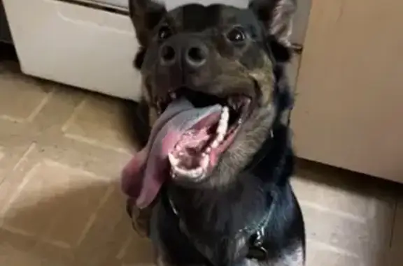 Lost Dog: Black & Brindle, Meriden Area
