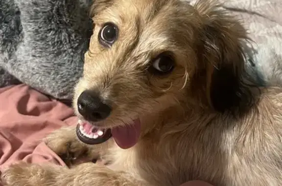 Lost Chewinee Dog: Polo in San Antonio