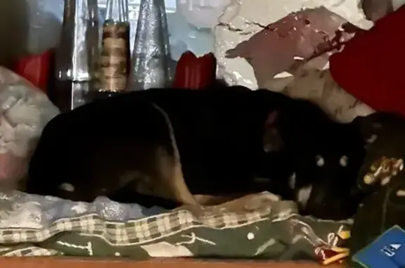 Lost Dog: Sammy Missing on Jeanfay Lane