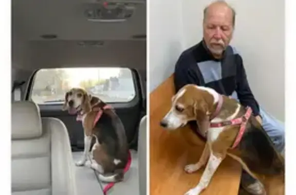 Lost Treeing Walker Coonhound in Fitchburg