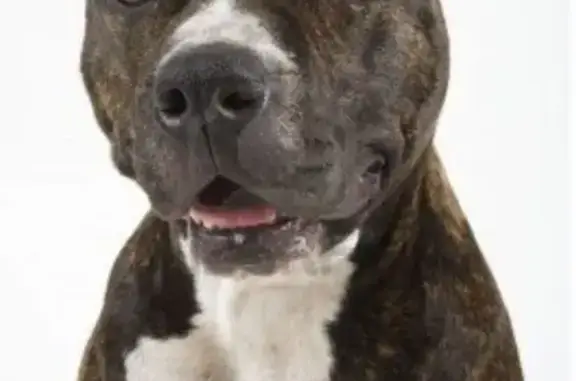 Lost Senior Dog: Blue Collar, Murfreesboro